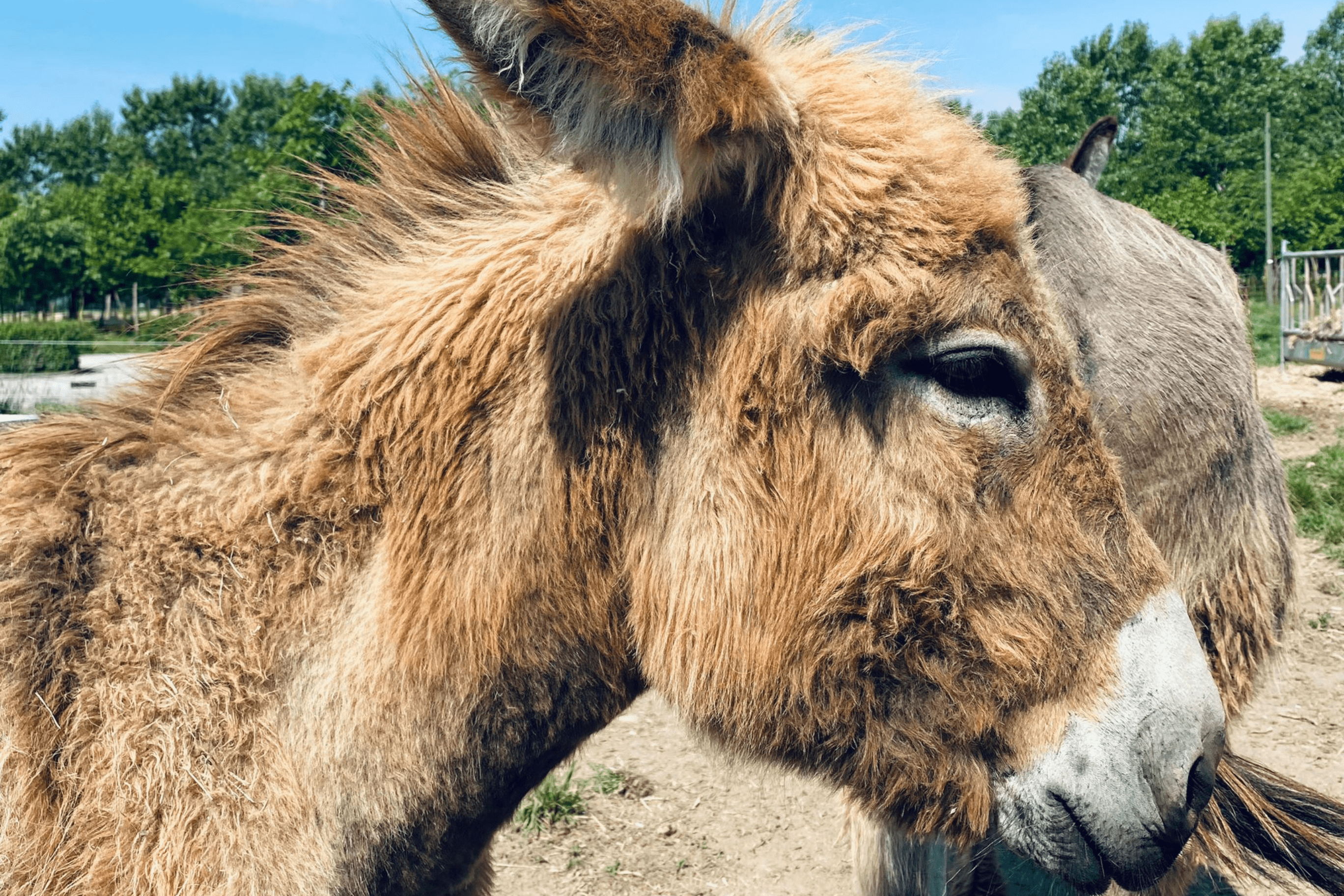 azienda agricola con animali in franciacorta