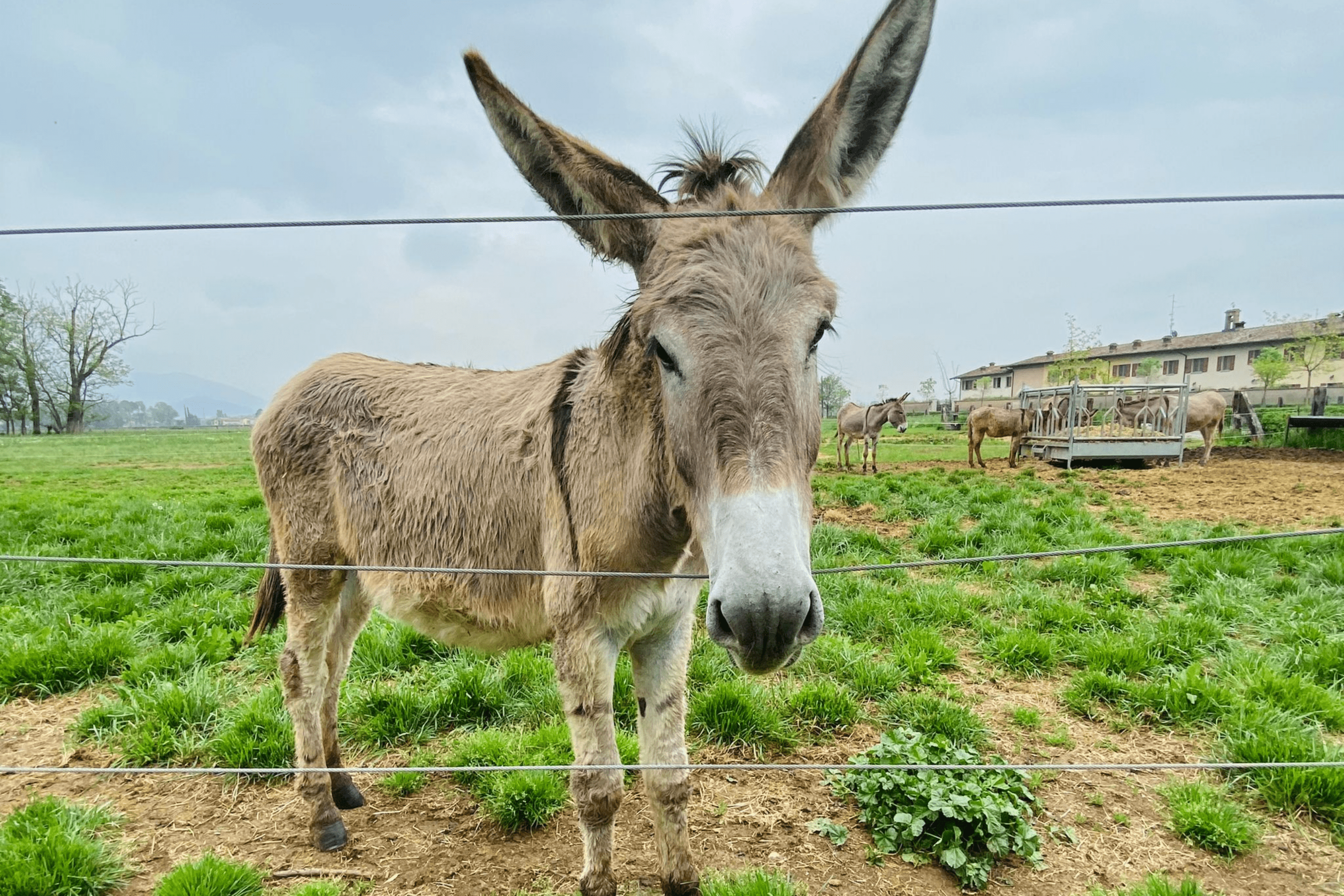 azienda agricola con animali in franciacorta