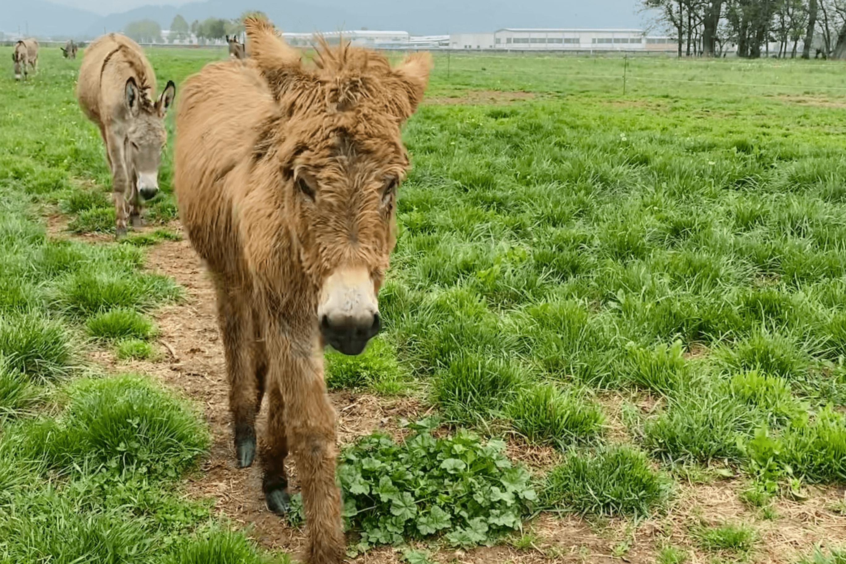 azienda agricola con animali in franciacorta